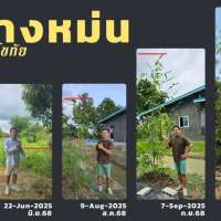 ไผ่ซางหม่นอายุ11เดือน-ที่สวนปันสุขสุโขทัย ไผ่ซางหม่นอายุ11เดือน-ที่สวนปันสุขสุโขทัย