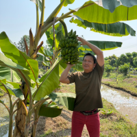 เรื่องกล้วยๆที่สวนปันสุขสุโขทัย เรื่องกล้วยๆที่สวนปันสุขสุโขทัย