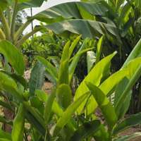 ข่าเกษตรแดงใหญ่-ปลูก90เหลือรอดเพียง20กอ ข่าเกษตรแดงใหญ่-ปลูก90เหลือรอดเพียง20กอ