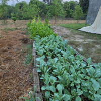 เมื่อความสุขเริ่มผลิใบ-แปลงผักข้างบ้านจิ๋ว-ก็เริ่มส่งยิ้มให้เรา เมื่อความสุขเริ่มผลิใบ-แปลงผักข้างบ้านจิ๋ว-ก็เริ่มส่งยิ้มให้เรา