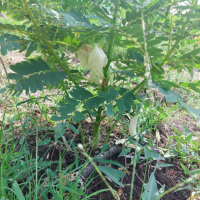 ดอกแค-ออกดอก-ให้ได้เก็บความสุขแล้ว ดอกแค-ออกดอก-ให้ได้เก็บความสุขแล้ว